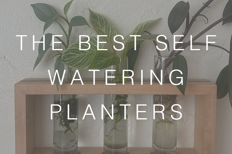 These are the Best Self Watering Planters