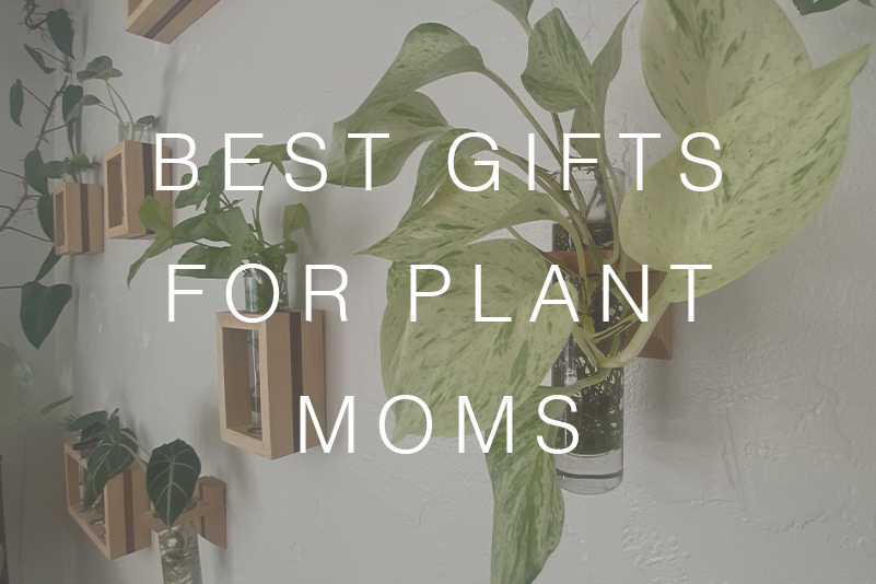 The Best Gifts for Plant Moms