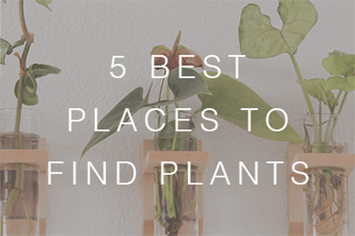 5 Places to Find Plant Cuttings to Grow in Water