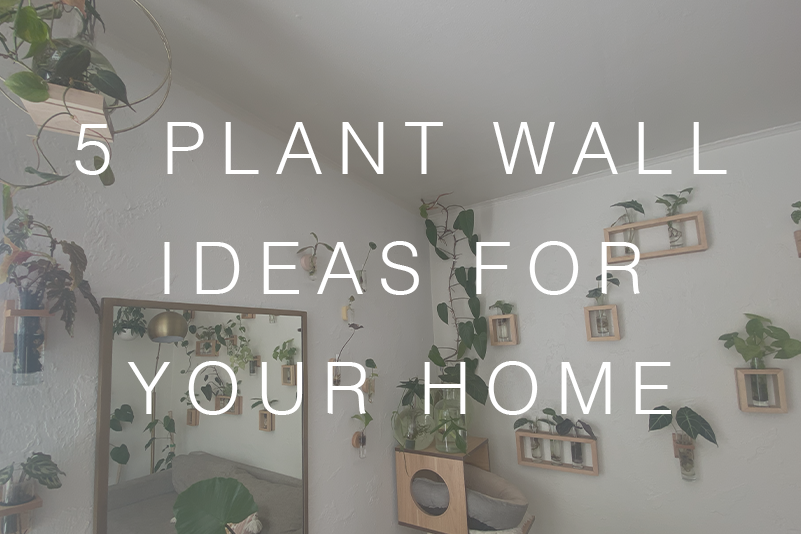 Five Best Plant Walls for your Home