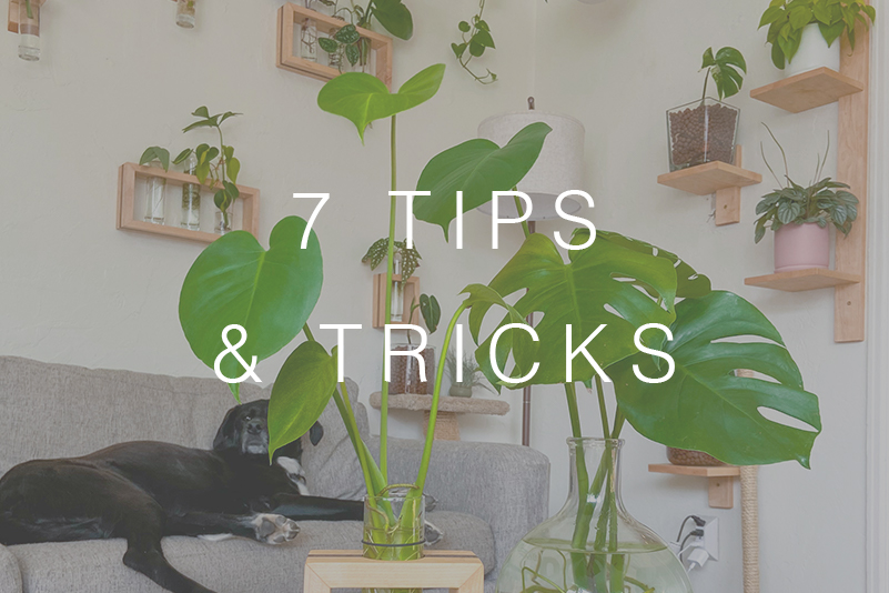 7 Tips & Tricks to Growing a Beautiful Monstera in Water