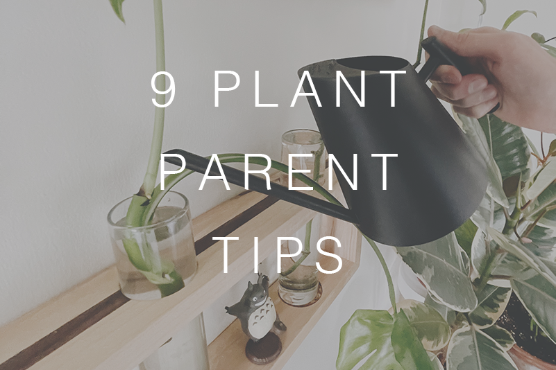 9 Plant Parenting Tips for Growing Plants in Water