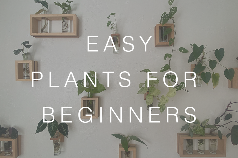 Easy Plants for Beginners