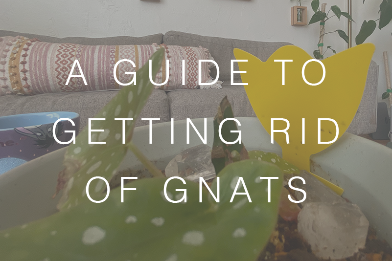 How to get rid of gnats