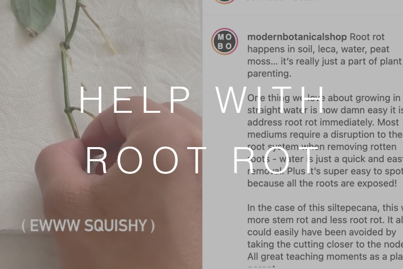 How to Spot &amp; Treat: Root Rot