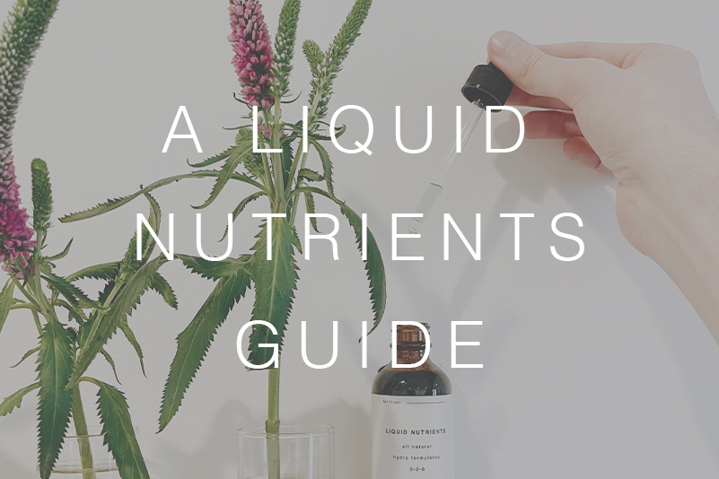 A Guide to Using Nutrients for Houseplants in Water