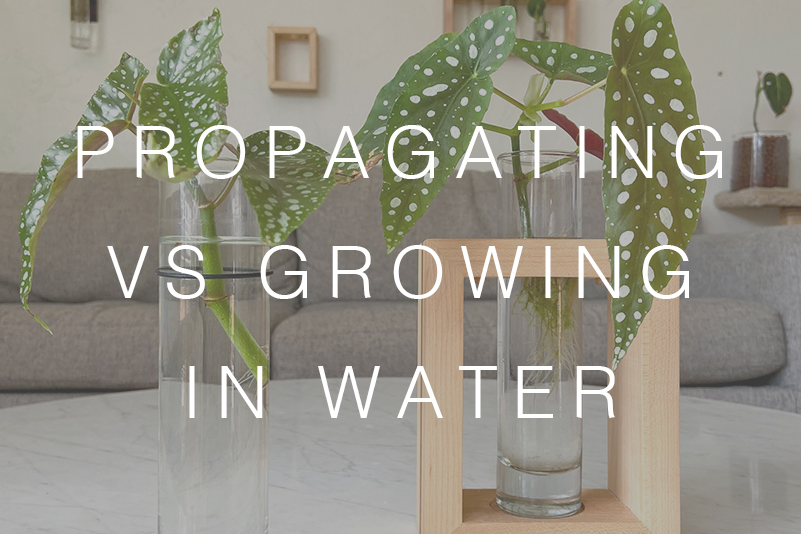 Propagating vs. Growing in Water: What you need to know