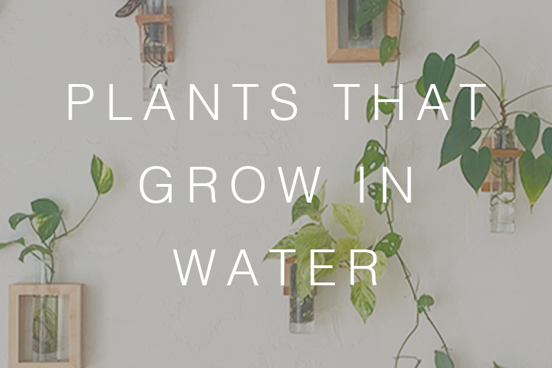 Plants That Grow in Water: Indoor Gardener's Guide