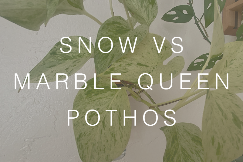 Snow Queen vs Marble Queen Pothos