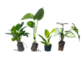 4 Starter Plant Set