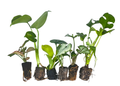 6 Starter Plant Set