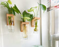 propagation wall hanger with monstera, orbifolia and other water grown plants on white wall by window