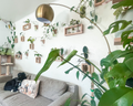 modern botanical plant wall with mid century modern living room and dog