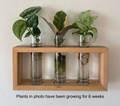 plant wall frame with propagated plants.