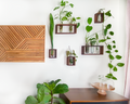 plant wall with walnut propagation frames in modern living room with white wall and art.