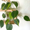 brazil philodenron propagation growing in water in frame mounted on a white wall.